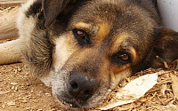 Петиция о защите бездомных животных