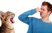 Причины, по которым неприятно пахнет изо рта у кошек