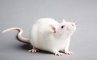 10 причин, чтобы купить крысу