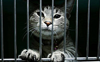 Зоозащитники могут закрыть лабораторию, где проводят жестокие опыты над животными