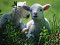 Овцы, алтайская порода, самка, 1 месяц