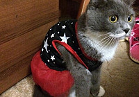 Одежда для кошек – Платье