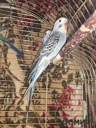 Волнистый попугай 1 месяц фото