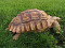 Большая шпороносная черепаха, самец, 1000 месяцев
