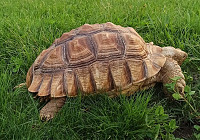 Большая шпороносная черепаха.Гигант
