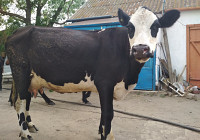 Черно-пестрая порода, корова, 36 месяцев