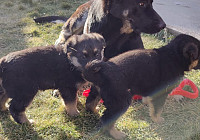 Восточноевропейская овчарка, девочка, 2 месяца
