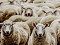 Овцы, гиссарская порода, самец, 12 месяцев