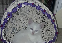 Ангорская кошка, мальчик, 1 месяц